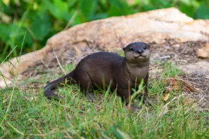 Brown Standing Otter