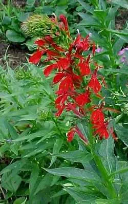 pot lobelia scarlet